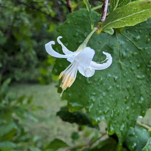 Styrax americanus Цвят