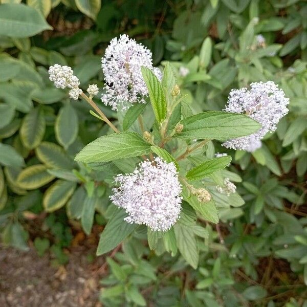 Ceanothus americanus Kukka