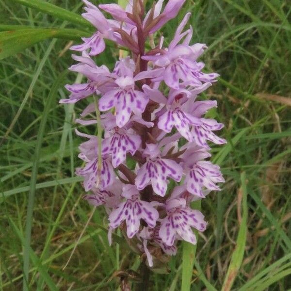 Dactylorhiza fuchsii Кветка