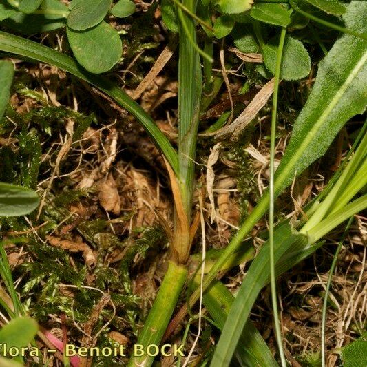 Carex vaginata Rusca