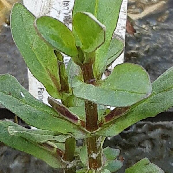 Mimulus ringens Deilen