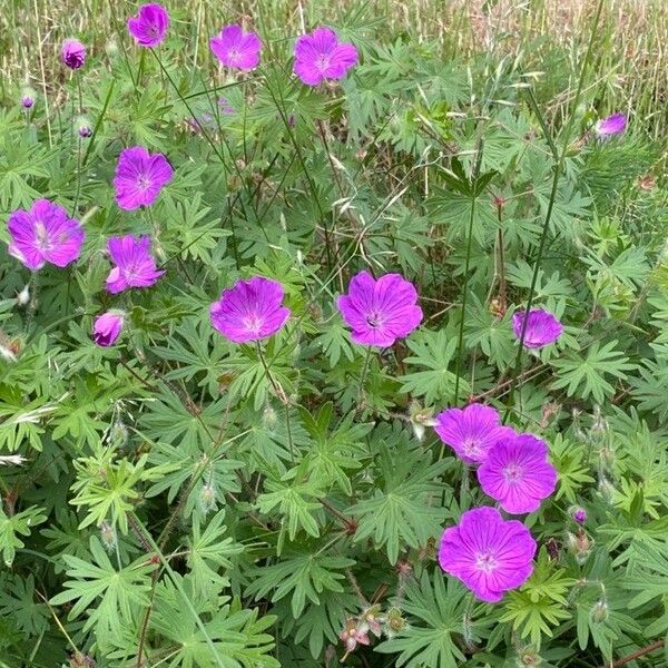 Geranium sanguineum Flower