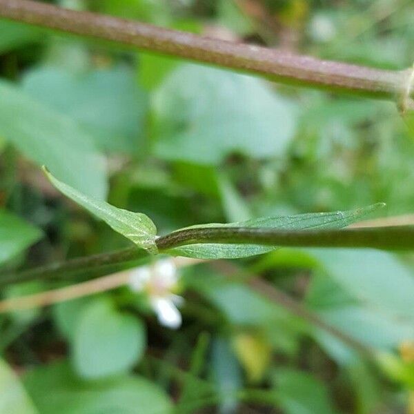 Valeriana tripteris 葉