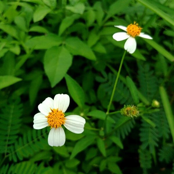 Bidens alba 花