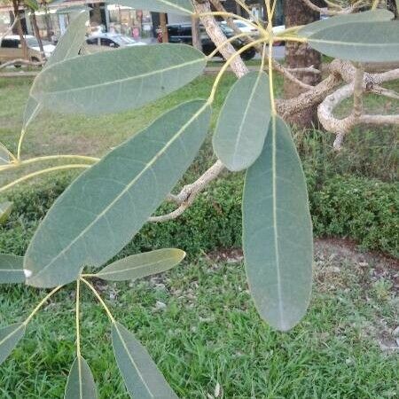 Tabebuia aurea Folha