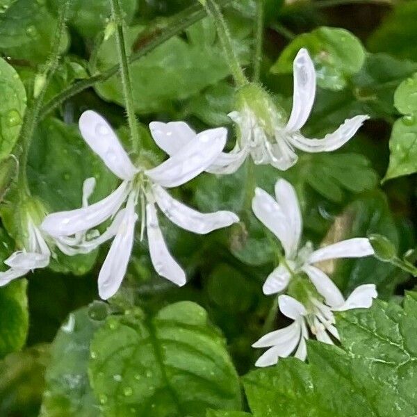 Stellaria nemorum Flower