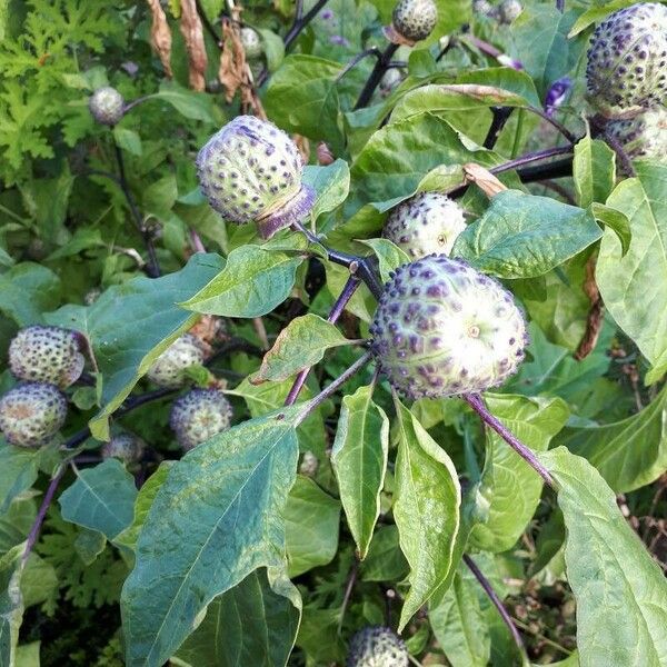 Datura metel Fruto