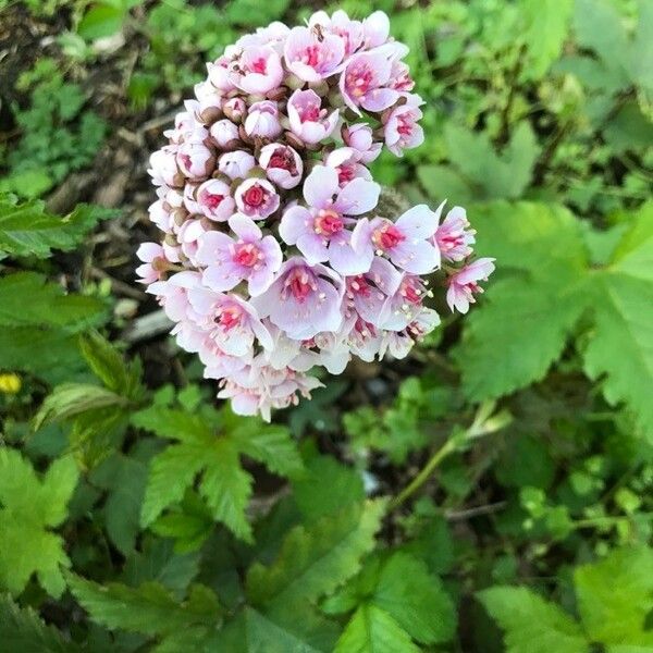 Darmera peltata Blomma