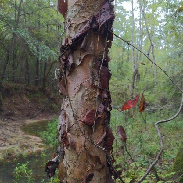 Betula nigra Кора