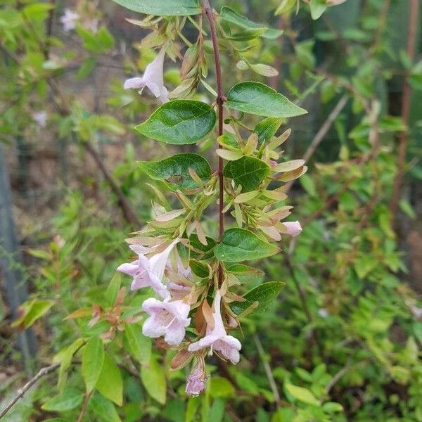 Abelia × grandiflora Hoja