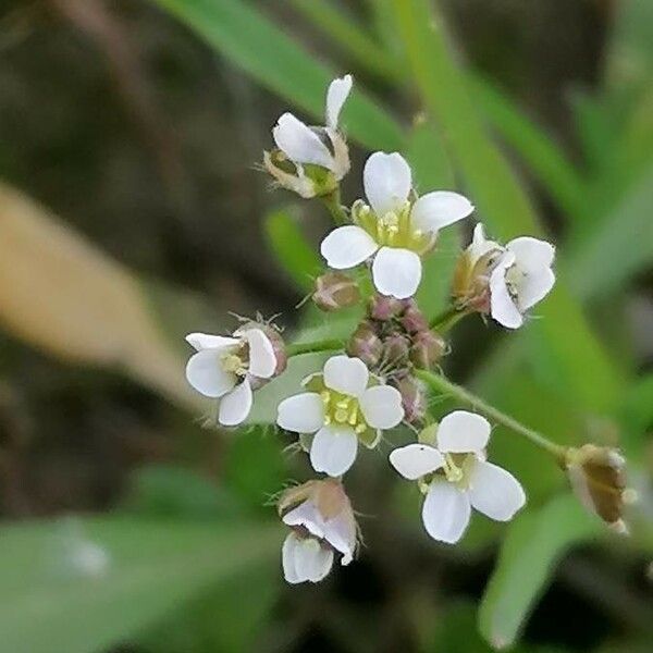 Capsella bursa-pastoris ᱵᱟᱦᱟ