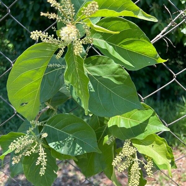 Combretum leprosum Leht