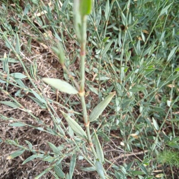 Polygonum equisetiforme Yaprak