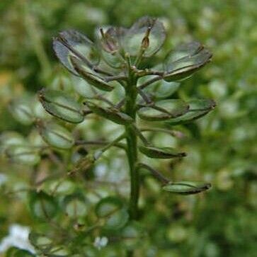 Iberis amara Fruit