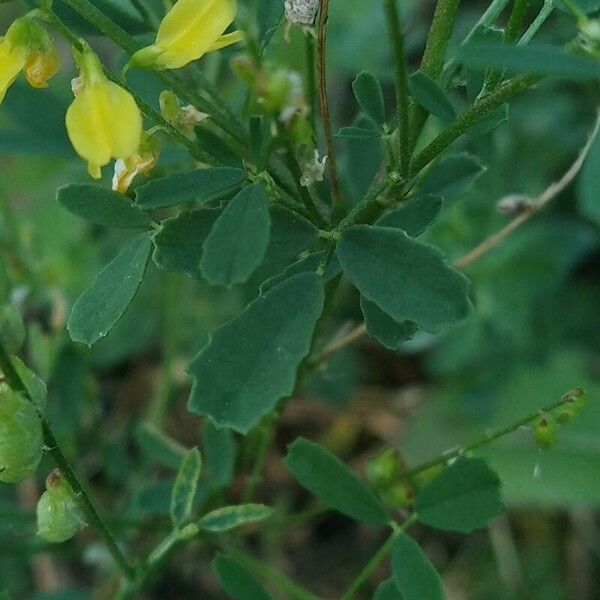 Melilotus officinalis Hostoa