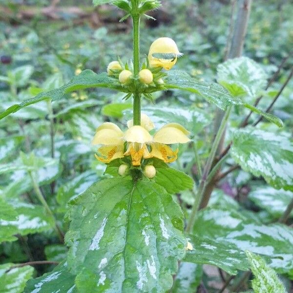 Lamium galeobdolon Flower