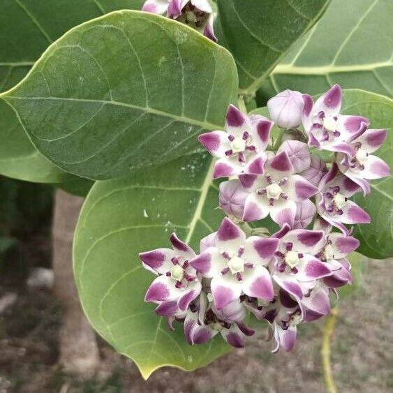 Calotropis procera Otro