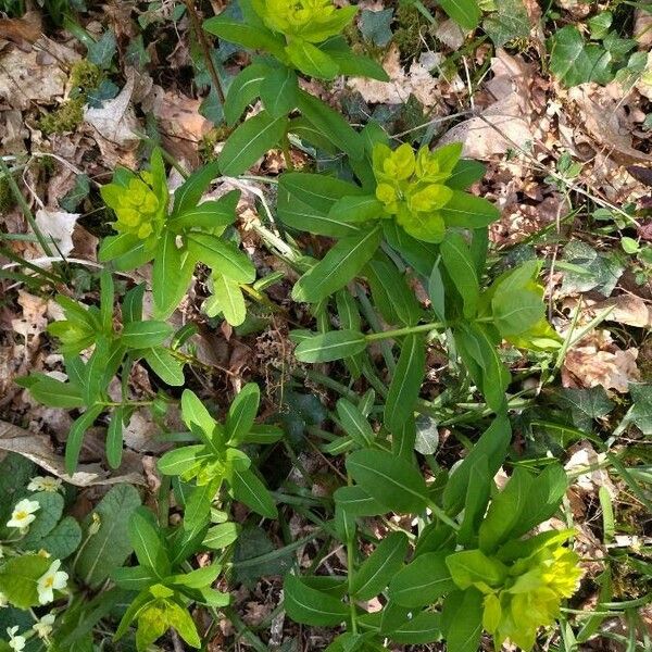 Euphorbia hyberna Plante entière