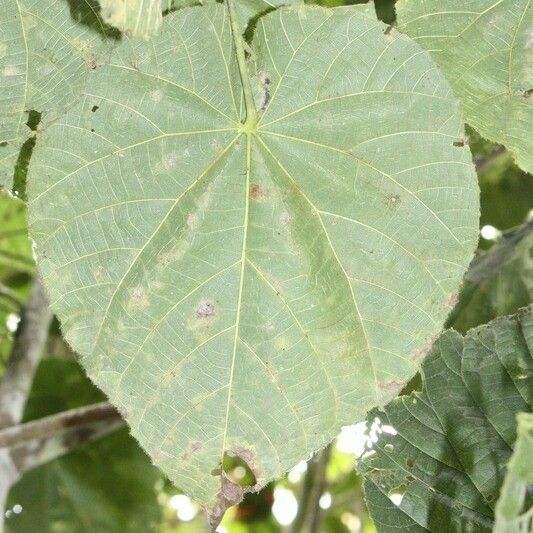 Dombeya pilosa Ліст