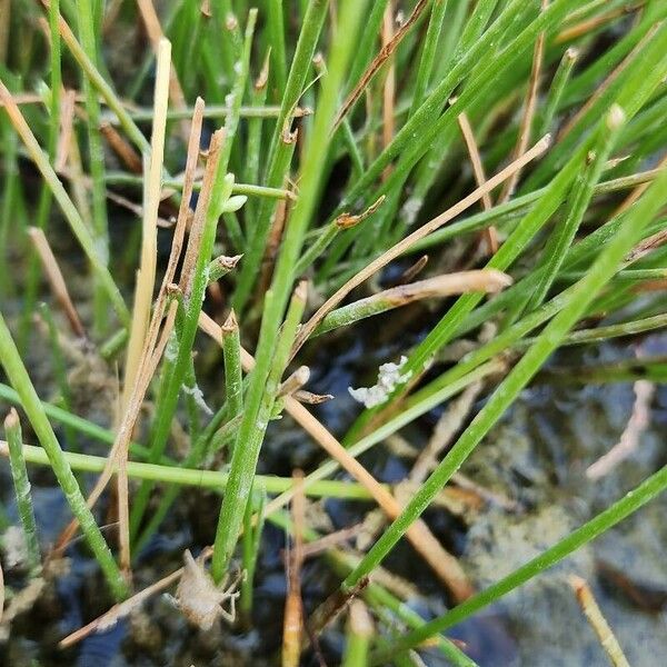 Cyperus laevigatus Листок