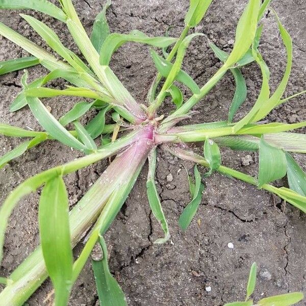 Echinochloa colonum Frunză