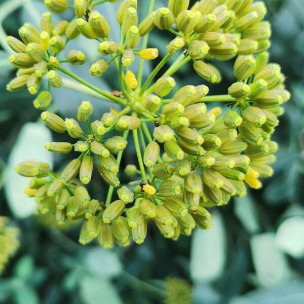 Bupleurum fruticosum Кветка