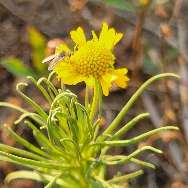 Helenium amarum 葉