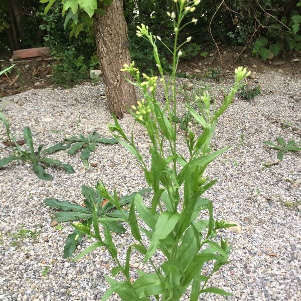 Camelina sativa Blüte