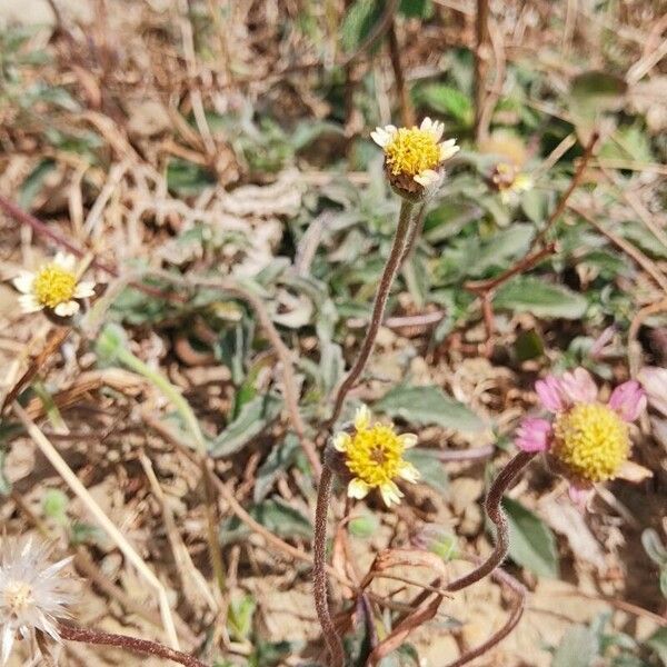 Tridax procumbens Fleur