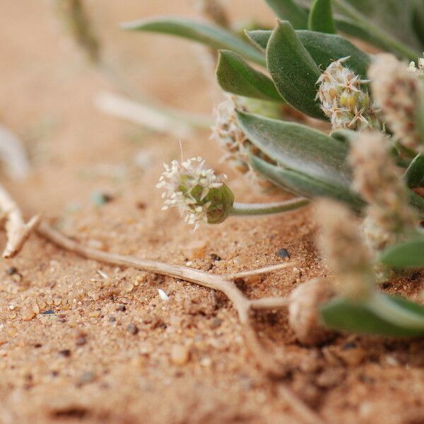 Plantago ciliata Blomst