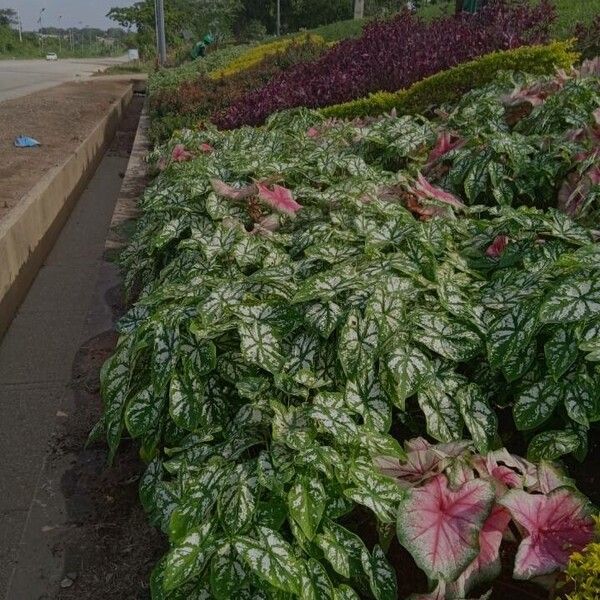 Caladium bicolor पत्ता