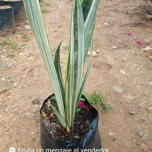 Sansevieria metallica पत्ता