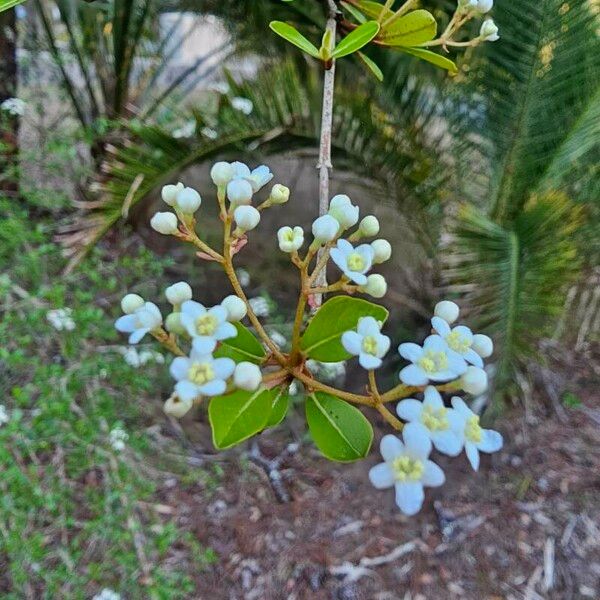 Viburnum obovatum Цвят