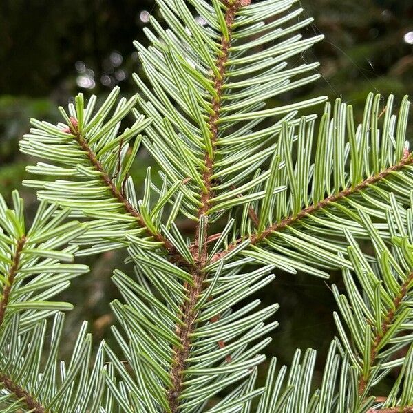 Abies balsamea Lehti