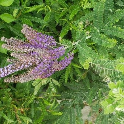 Amorpha canescens Flower