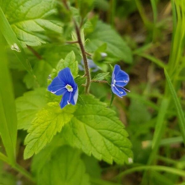 Veronica chamaedrys Flower