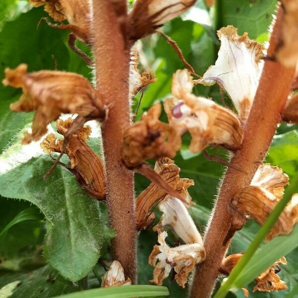 Orobanche crenata Schors