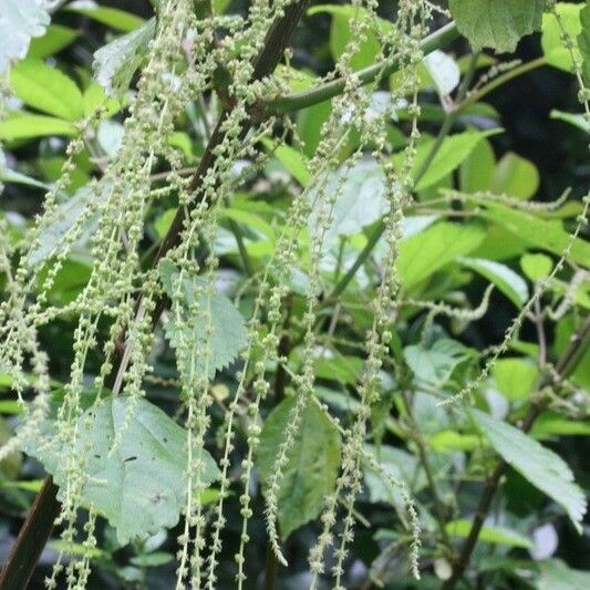 Boehmeria japonica Flower