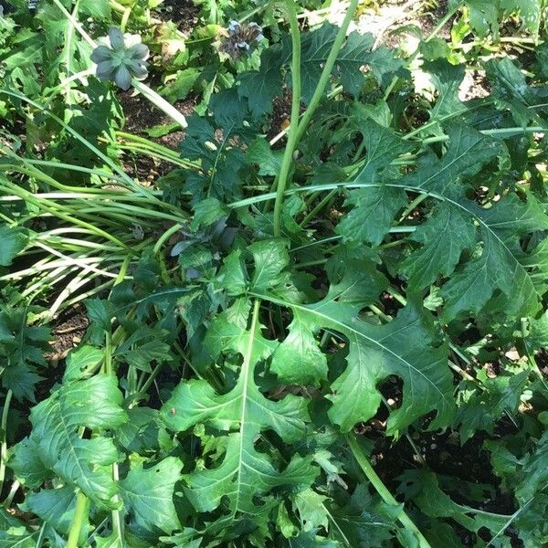 Acanthus spinosus ഇല