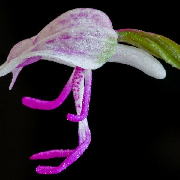 Orchis simia Flower