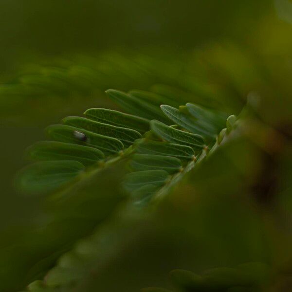 Calliandra surinamensis Hostoa