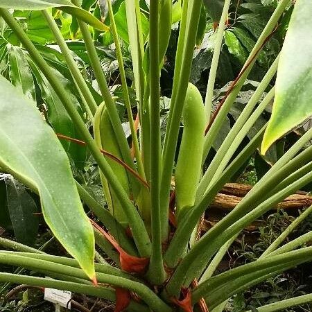 Thaumatophyllum spruceanum Fleur