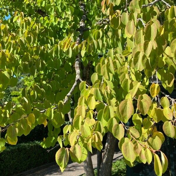 Cercidiphyllum japonicum List