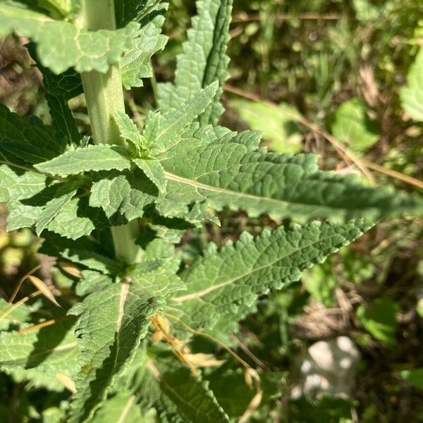 Verbascum blattaria Лист