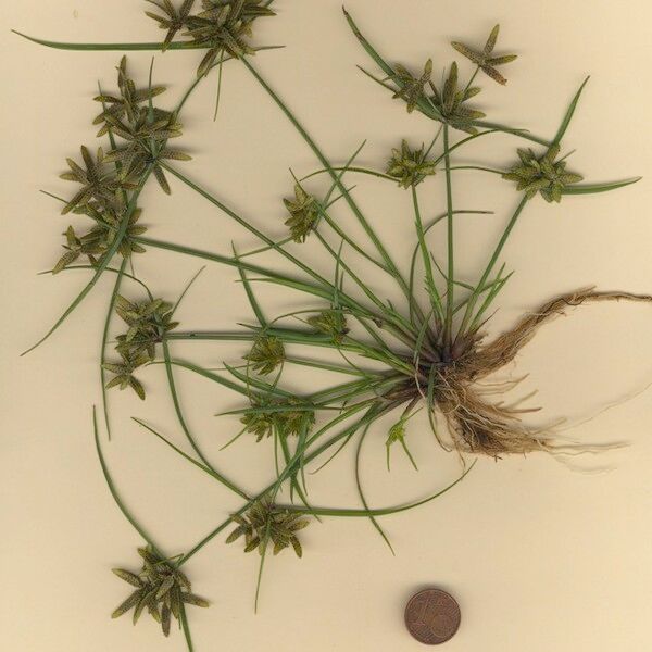 Cyperus flavescens Hábito