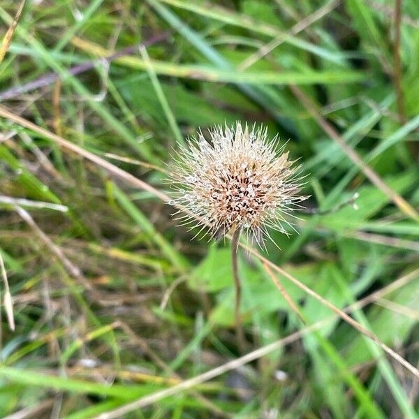 Scorzoneroides autumnalis Fruto