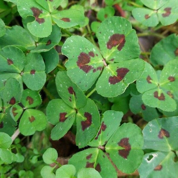 Medicago arabica Лист