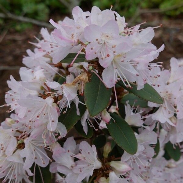 Rhododendron racemosum Кветка