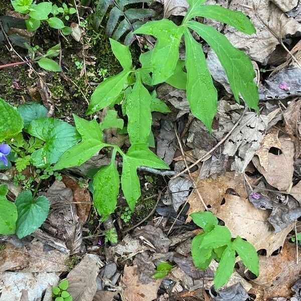 Arisaema dracontium Φύλλο