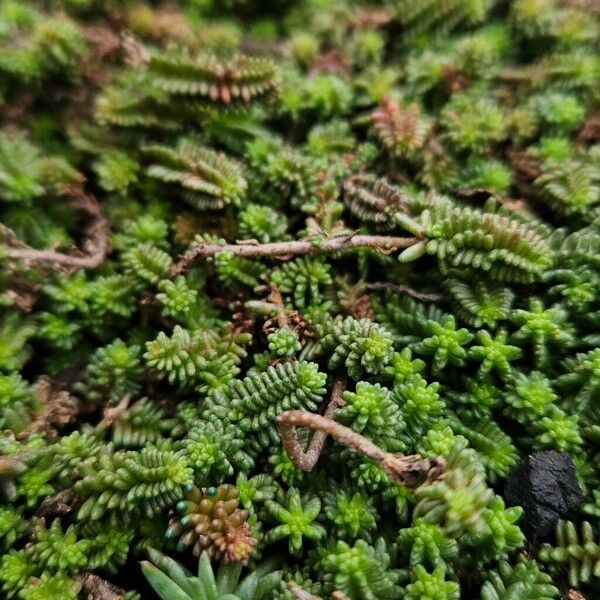 Sedum sexangulare Habit